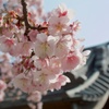 寒桜