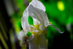 White Iris
