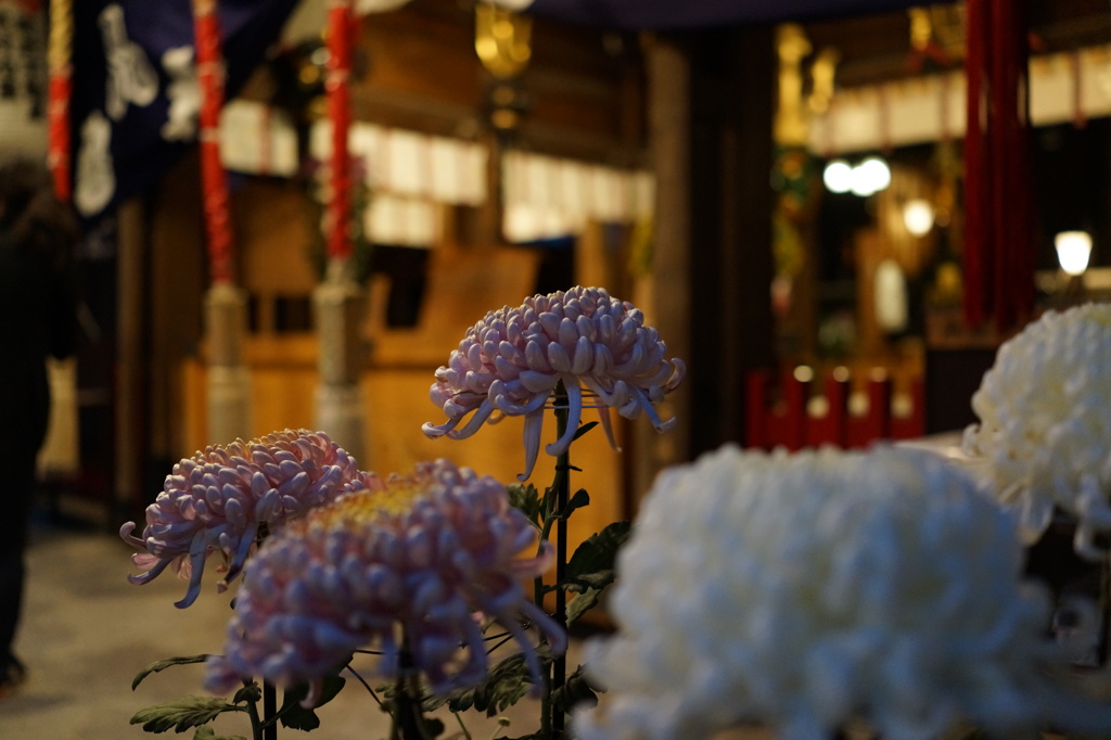 菊の花