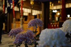 菊の花