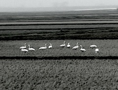 Swans