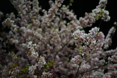 夜桜