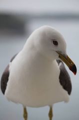 ウミネコ05
