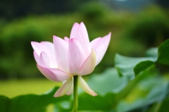 遅咲きの睡蓮