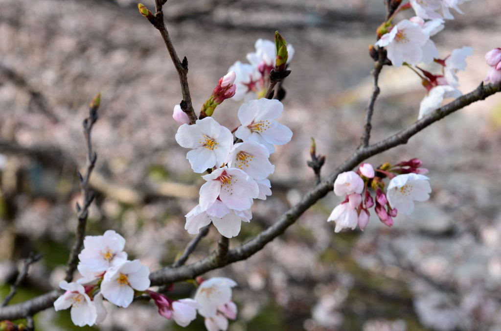 sakura