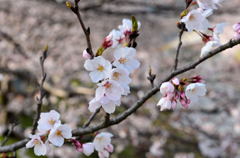 sakura