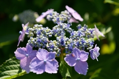 紫陽花