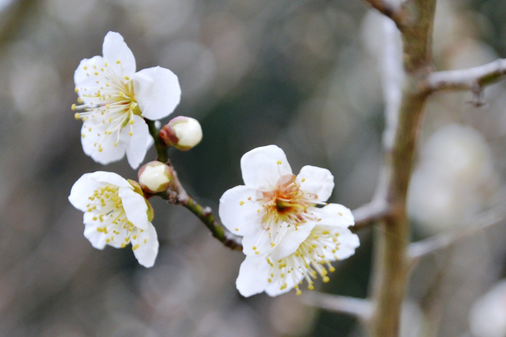 初春の梅花