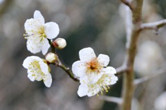 初春の梅花