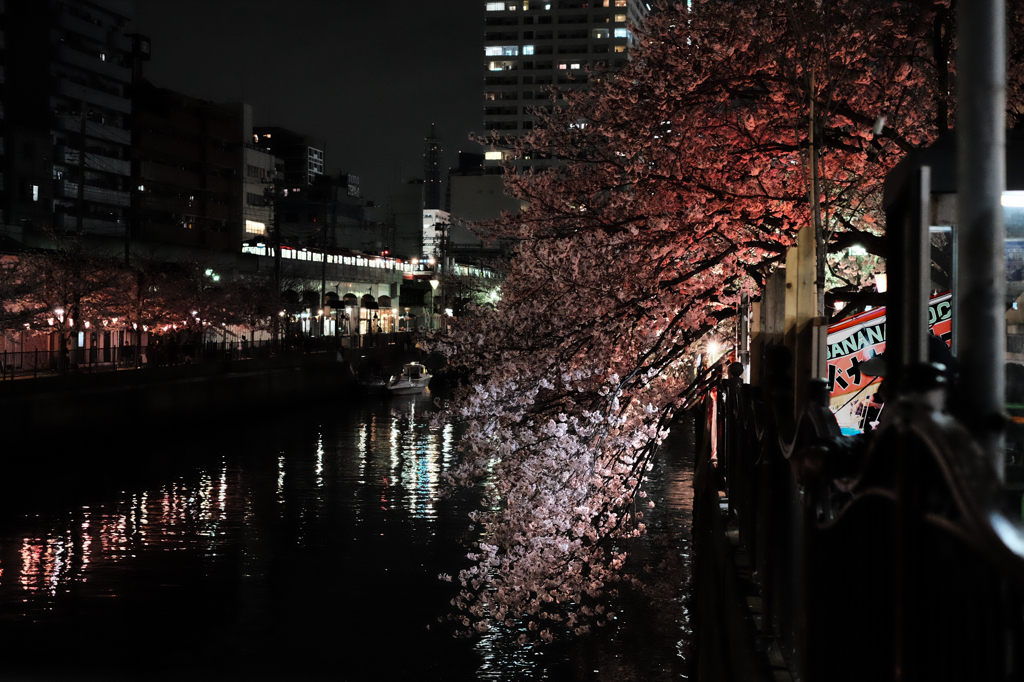 桜　2015