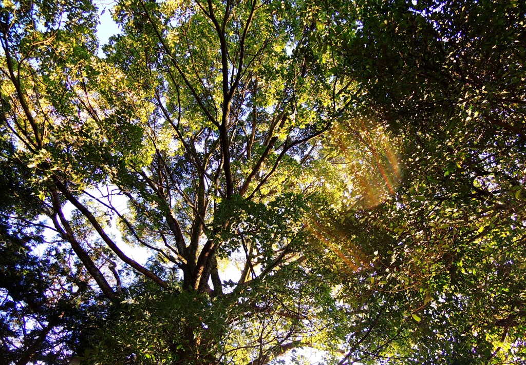 木漏れ日