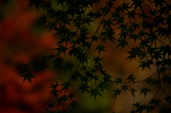 もみじ