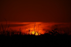 土手の夕日