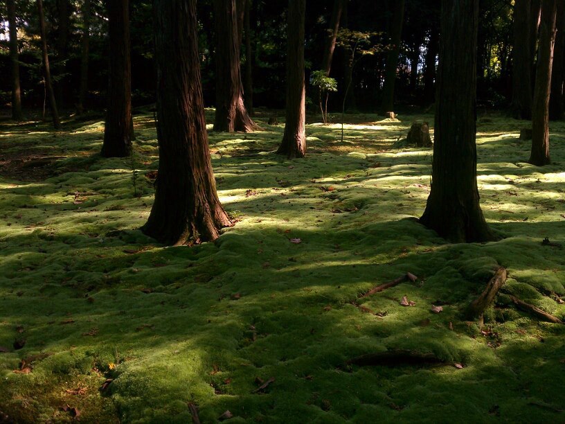 苔のじゅうたん