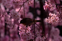 ここちいい春