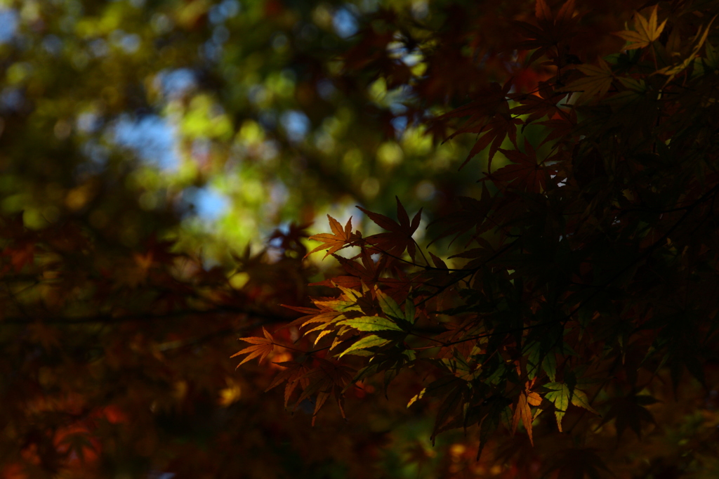 紅葉と日差し