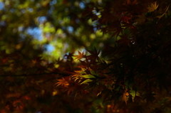 紅葉と日差し