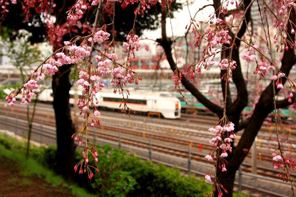 転校生