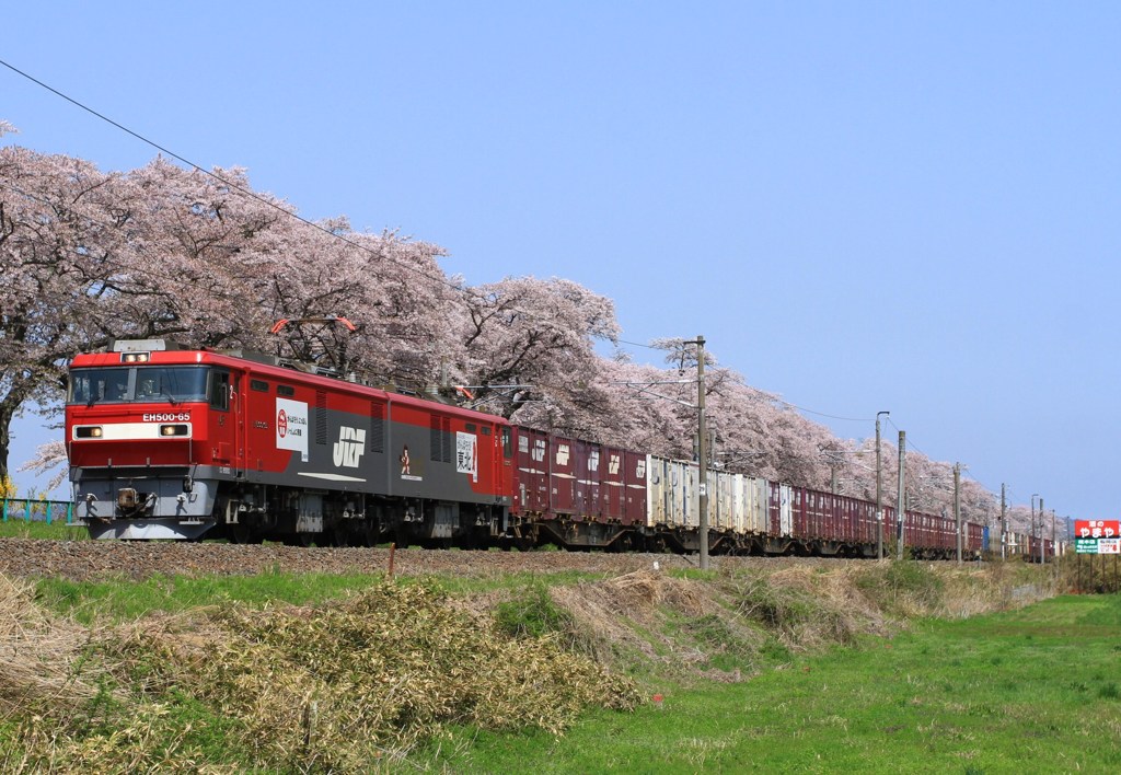 桜満開の船岡