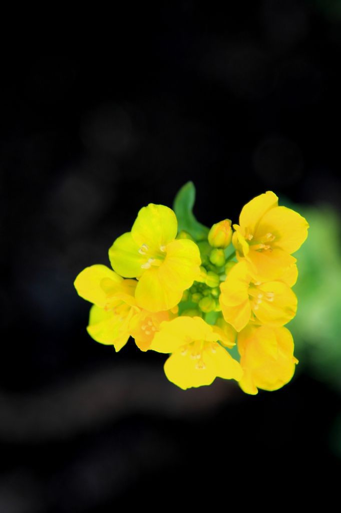 菜の花