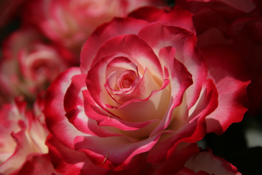 薔薇