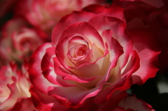 薔薇