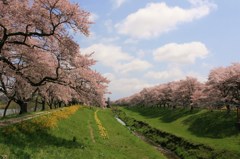 船岡の桜