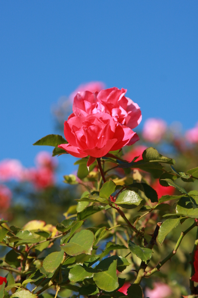 冬晴れの薔薇