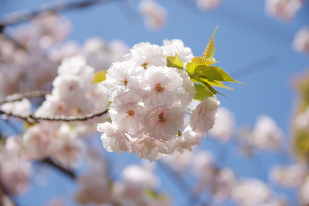 桜の主役はソメイヨシノだけではありません