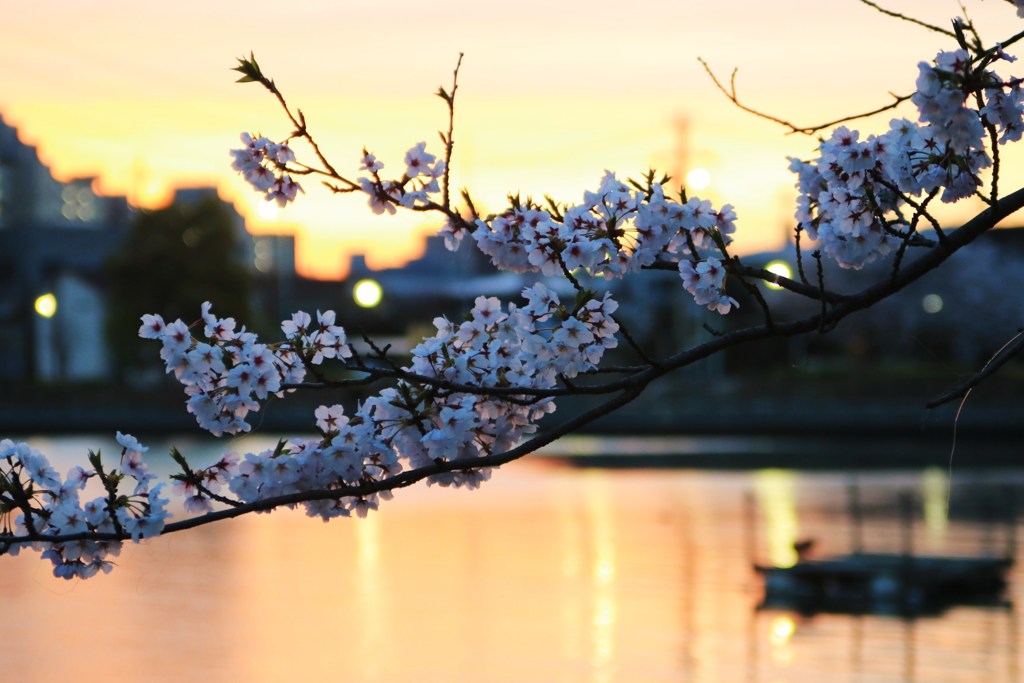 夕桜