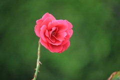 一輪の薔薇