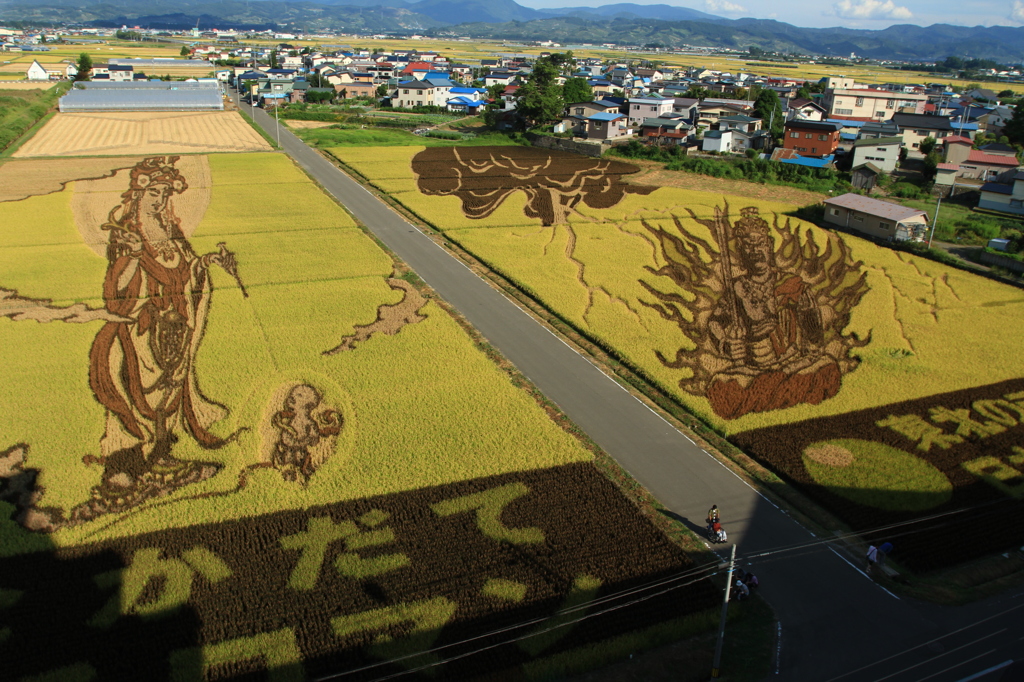 田んぼアート