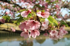 さくらと共にやってきた