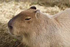 カピバラさん