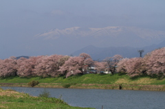 桜の向こうに蔵王