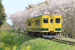 春満開列車