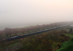 霧の中の桜を通過