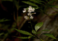 stream plants