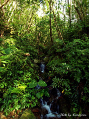 Green　Moss