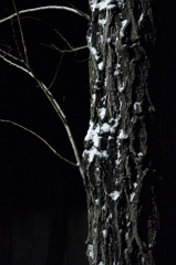 夜の雪化粧