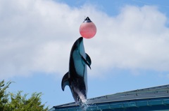 2012夏～のとじま水族館～ 061