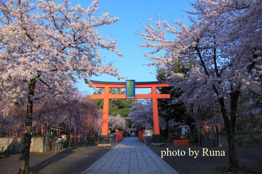 平野神社の桜