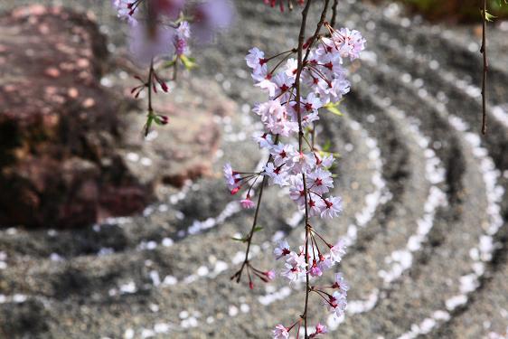 枯山水に桜