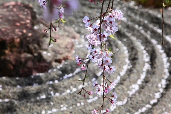 枯山水に桜