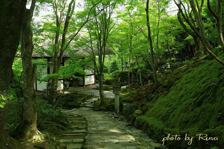 新緑の常寂光寺