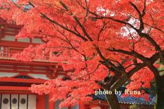 今宮神社の秋
