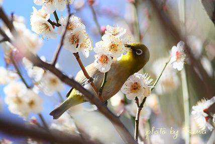 梅にウグイス