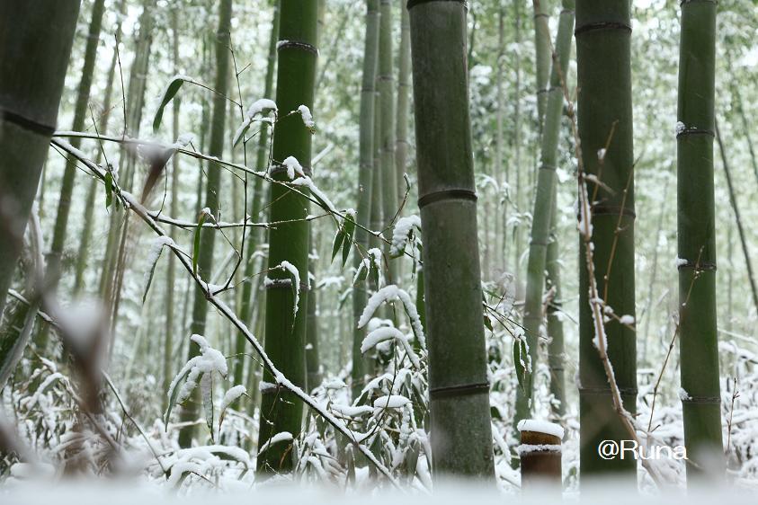 雪の竹林