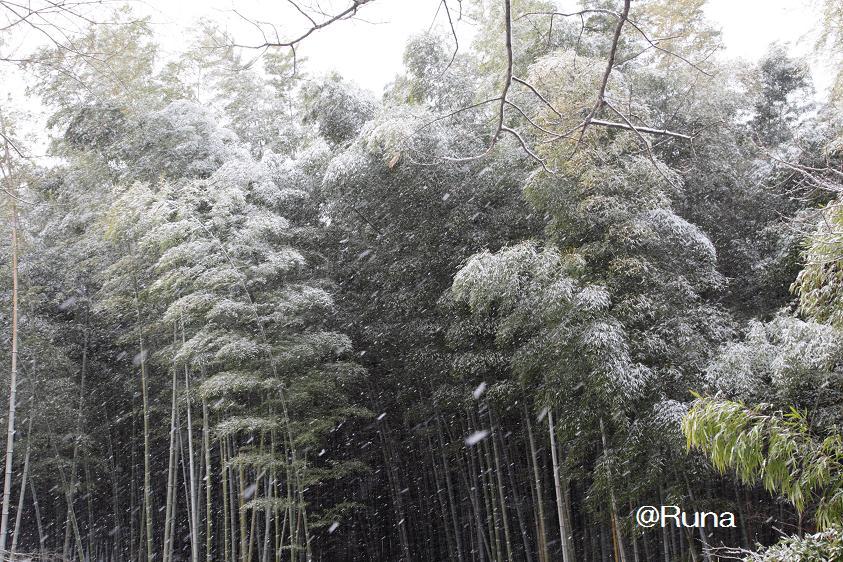 雪の竹林