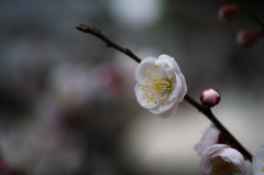 SDIM0065